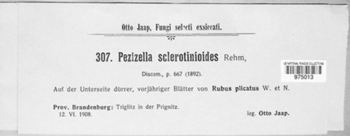 Pseudopeziza sclerotinioides image